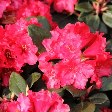 Rhododendron Tromba - Örökzöld Havasszépe