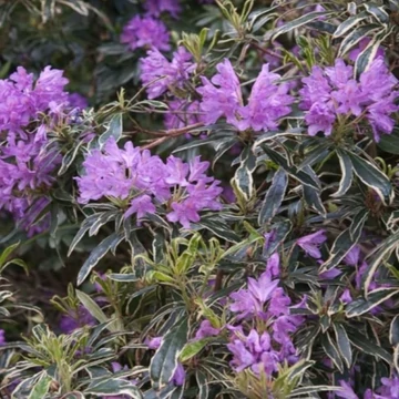 Rhododendron Variegatum - Tarka levelű, örökzöld havasszépe