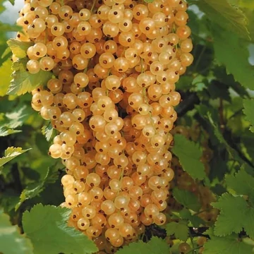 Ribes rubrum Blanka - Fehér ribizli
