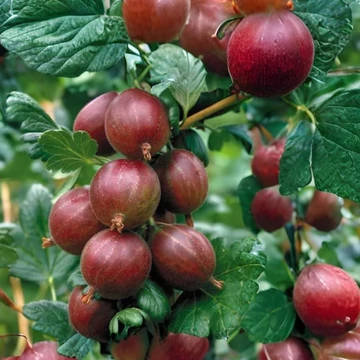 Ribes grossularia Hinnomaki Piros - Köszméte bokor