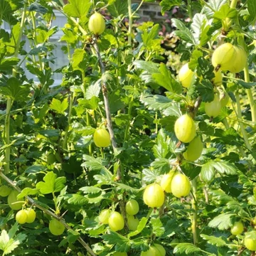 Ribes grossularia Pallagi óriás -  Köszméte bokor