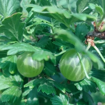 Ribes grossularia Zöld Győztes - Köszméte bokor