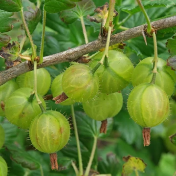 Ribes grossularia Zöld Győztes -  Magastörzsű köszméte
