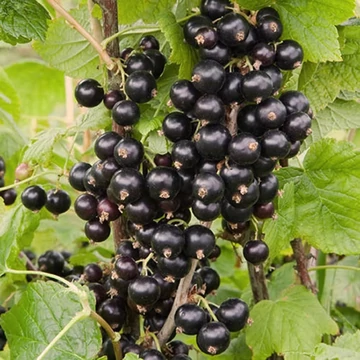 Ribes rubrum Aranka - Fekete ribizli