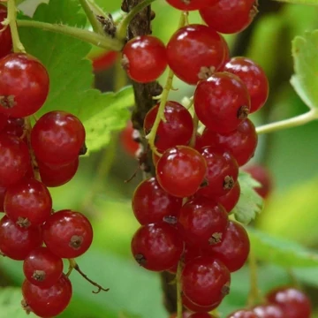 Ribes rubrum Rovada - Piros ribizli