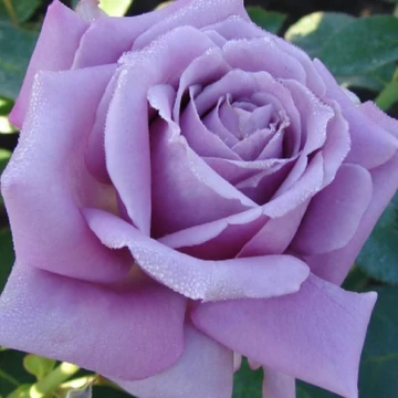 Rosa  Eminence - Lila színű magastörzsű rózsa