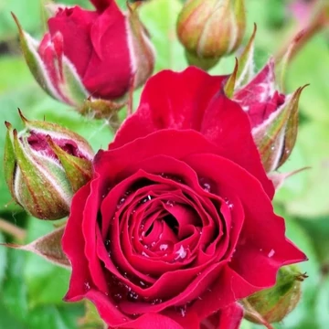 Rosa Erica Pluhar - Magastörzsű sötétpiros rózsa