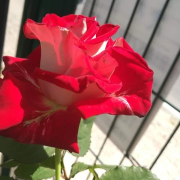 Rosa  Krönenbourg- Aranysárga-piros magastörzsű rózsa