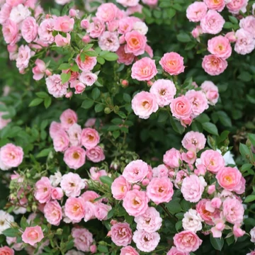 Rosa Miniature Pink  - Rózsaszín talajtakaró rózsa
