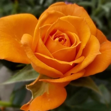 Rosa  Monica - Narancs színű magastörzsű rózsa