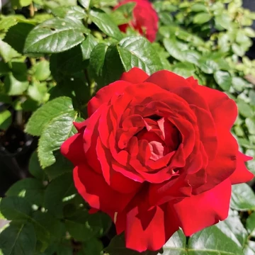 Rosa Mr. Lincoln - Bársony bordó magastörzsű rózsa