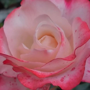 Rosa Nostalgie  - Fehér-piros magastörzsű rózsa