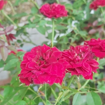Rosa Red the Fairy  - Piros talajtakaró rózsa
