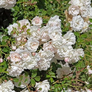 Rosa Seafoam  - Fehér talajtakaró rózsa