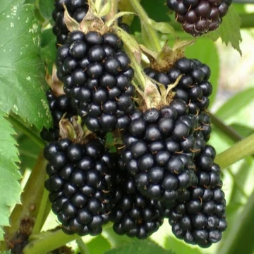 Rubus fruticosus Dirksen - Tüskétlen fekete szeder