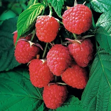 Rubus ideaus Autumn Bliss - Málna
