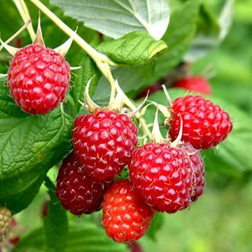 Rubus idaeus Malling Exploit - Málna