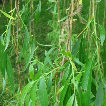 Salix alba Tristis - Szomorúfűz