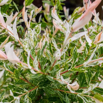 Salix integra Hakuro Nishiki - Japán fűz bokor