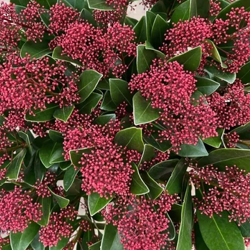 Skimmia japonica Rubella - Japán dérbabér