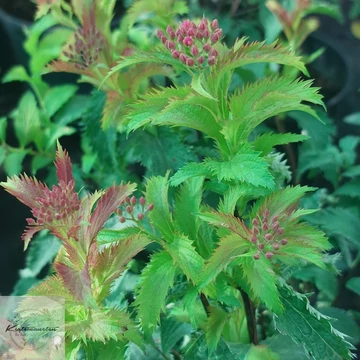 Spiraea japonica Crispa - Japán gyöngyvessző