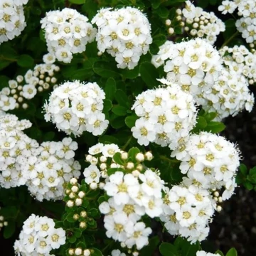 Spiraea nipponica Snowmound - Nipponi gyöngyvessző