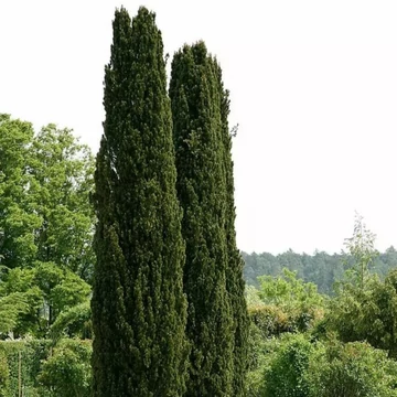 Taxus baccata Fastigiata Robusta - Oszlopos tiszafa