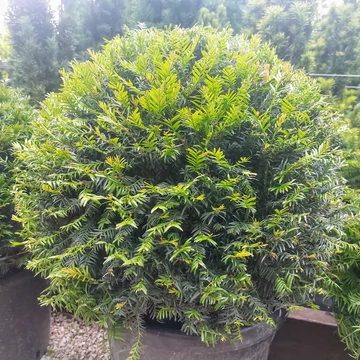 Taxus baccata gömb - Gömb tiszafa