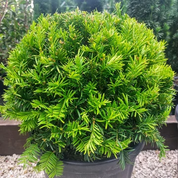 Taxus baccata Semperaurea gömb - Gömb arany tiszafa