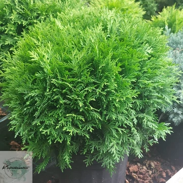Thuja occidentalis Danica - Törpe gömbtuja