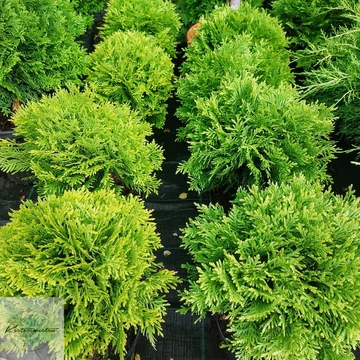 Thuja occidentalis Mirjam - Sárga törpe gömbtuja