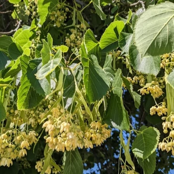 Tilia americana Nova - Amerikai hárs