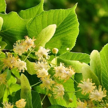Tilia europea Pallida - Európai hárs