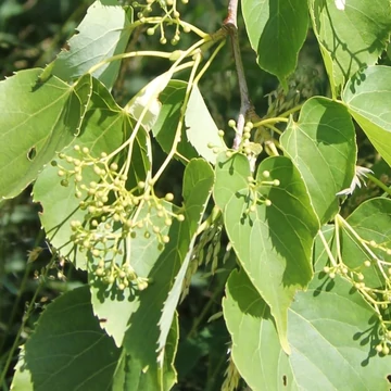 Tilia insularis - Szigeti (Koreai) hárs