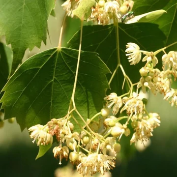 Tilia mongolica Harvest Gold - Arany mongol hárs