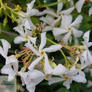 Trachelospermum jasminoides - Örökzöld csillagjázmin