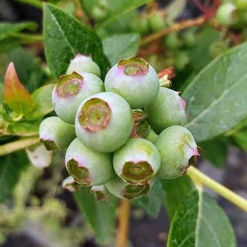Vaccinium corymbosum Goldtraube 23 - Áfonya