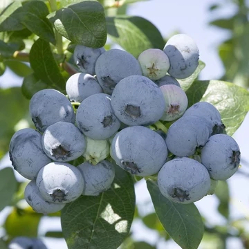 Vaccinium corymbosum Nelson - Áfonya