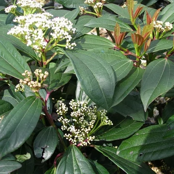 Viburnum davidii -  Törpe bangita