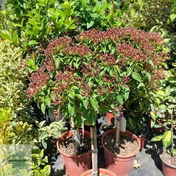 Viburnum tinus Eve Price - Törzses örökzöld  bangita