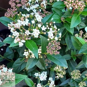Viburnum tinus Eve Price - Örökzöld  bangita