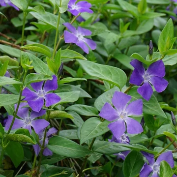 Vinca major - Nagy meténg