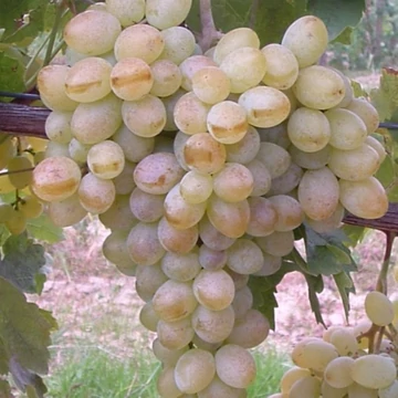 Vitis vinifera Belgradi Magvatlan - Szőlő