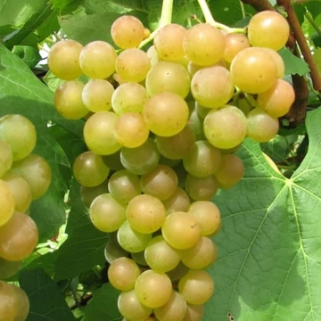Vitis vinifera Favorit -  szőlő