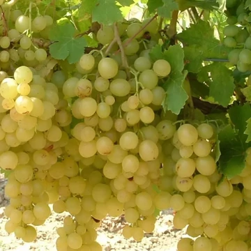 Vitis vinifera Kozma Pálné -  szőlő