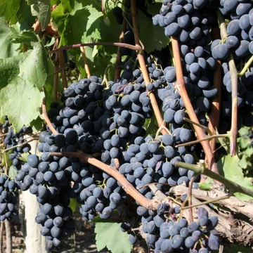 Vitis vinifera Moldova R -  szőlő