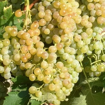 Vitis vinifera Pölöskei muskotályos -  szőlő