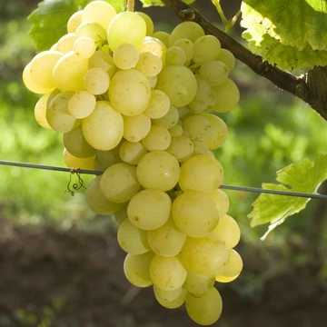 Vitis vinifera  Szőlőskertek királynője -  szőlő