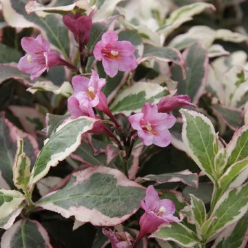 Weigela florida All Summer Monet - Tarka levelű, törpe rózsalonc