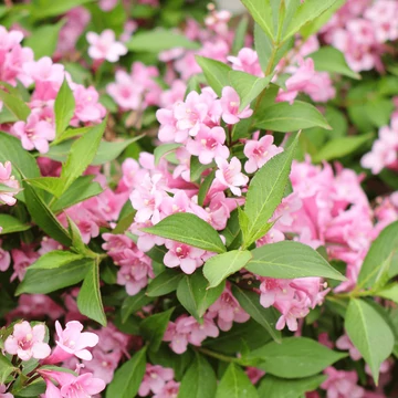 Weigela florida Pink Poppet - Törpre rózsalonc